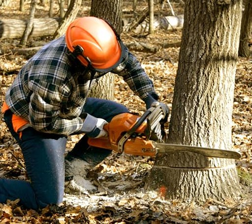 Tree Removal in Tiverton, RI